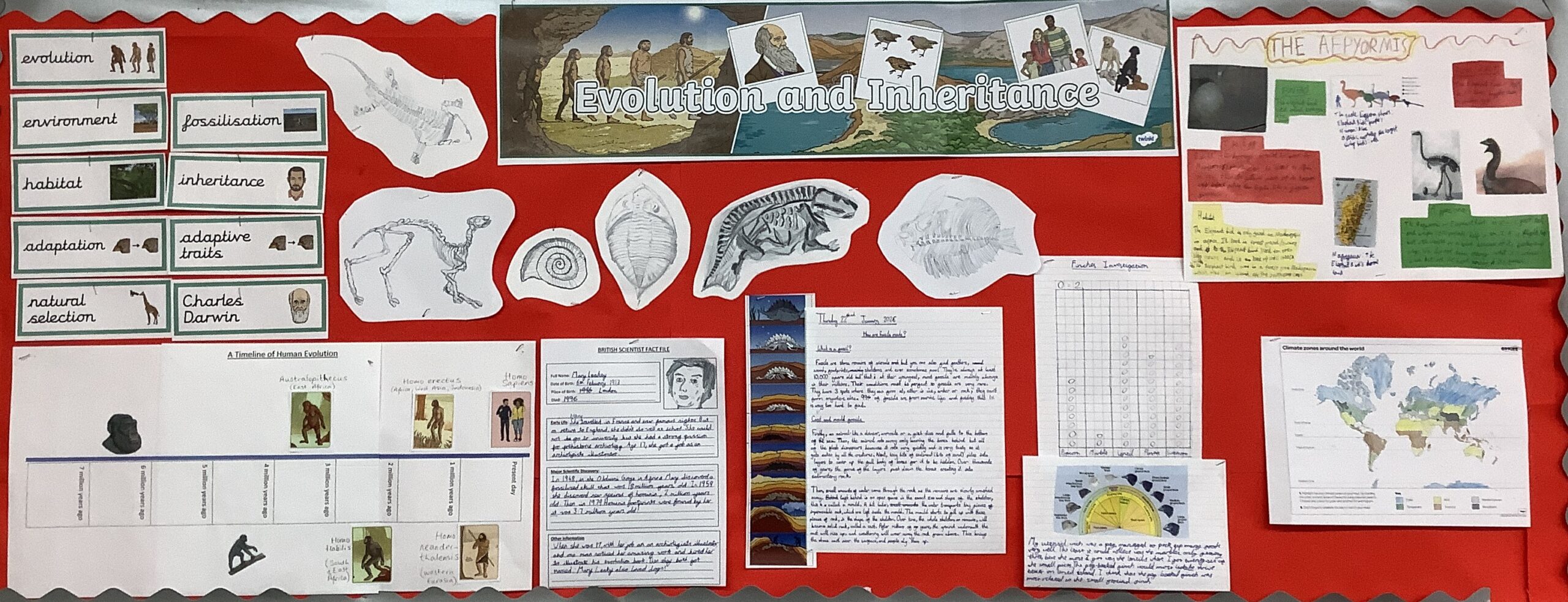 Year 6 learn about Evolution